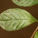 Psychotria cupularis Frunză