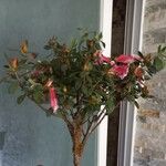 Rhododendron indicum Kůra