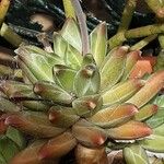 Pachyphytum compactum Liść