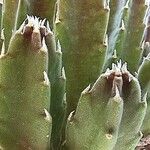 Stapelia grandiflora Leaf