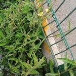 Oenothera laciniata Blatt