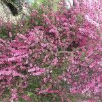 Leptospermum scoparium Folla