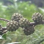 Casuarina equisetifolia Ffrwyth