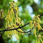 Quercus pubescens Fleur