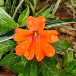 Impatiens hawkeri Квітка