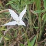 Conostomium quadrangulare Blomma