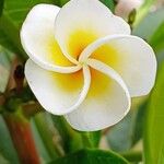 Plumeria alba Blomma