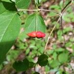 Lonicera canadensis Fruit