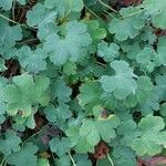 Geranium renardii Leaf