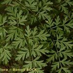 Katapsuxis silaifolia Mosusu