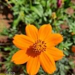 Cosmos sulphureusFlower