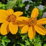 Bidens ferulifolia Virág