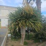 Dracaena draco Blad