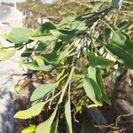 Nicotiana glauca Blatt