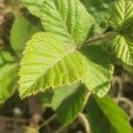 Rubus ellipticus Folla