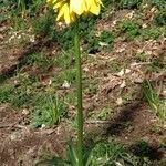 Fritillaria imperialis Natur