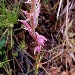 Anacamptis sancta Hábito