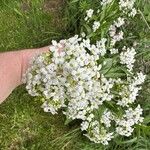 Armoracia rusticana Floare