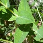 Hypericum richeri Leaf