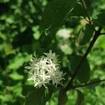 Cornus sanguineaFlor