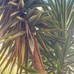 Yucca aloifolia 叶