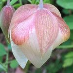 Calochortus albus Кветка