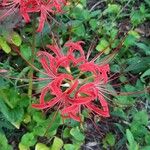 Lycoris radiata Кветка