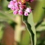 Pluchea odorata ഇല
