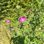 Epilobium hirsutumFiore