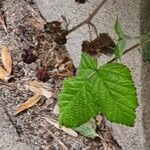 Rubus pruinosus Leaf