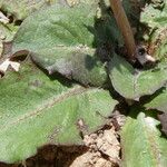 Taraxacum obovatum Blad