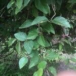 Banisteriopsis muricata Leaf
