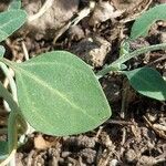 Chenopodium vulvaria Leaf