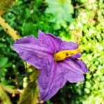 Solanum crinitum Flower