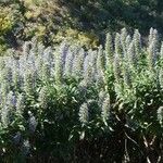 Echium callithyrsum Flower