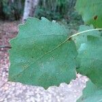 Populus tremula葉