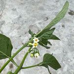 Solanum nigrescens Flower