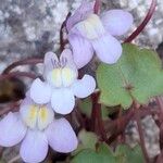 Cymbalaria muralis Flor