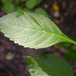 Lycopus virginicus Leaf