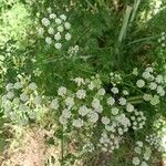 Conium maculatum Flower