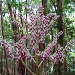 Tapeinosperma pancheri