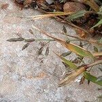 Eragrostis minor Tunda