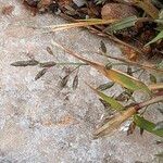 Eragrostis minor Fruit