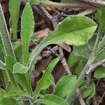 Silene italica Leaf