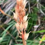 Narthecium ossifragum Fruit