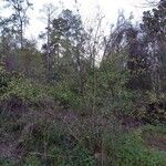 Salix caroliniana Hàbitat