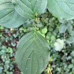 Cornus sanguineaLeaf