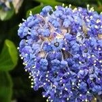 Ceanothus thyrsiflorusVirág