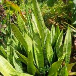 Dracaena hyacinthoides Leaf