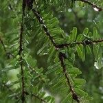 Tsuga diversifolia 葉